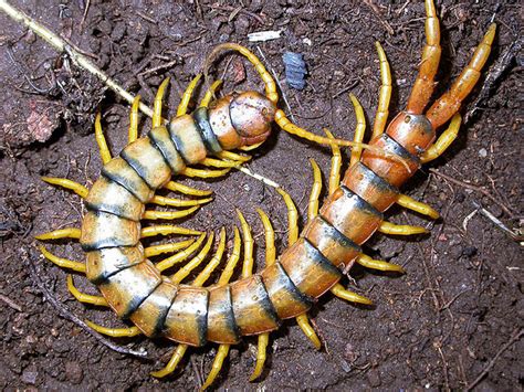  Degen! Een Myriapode met een Gebit dat Je Meer dan Waarschijnlijk niet Verwachtte