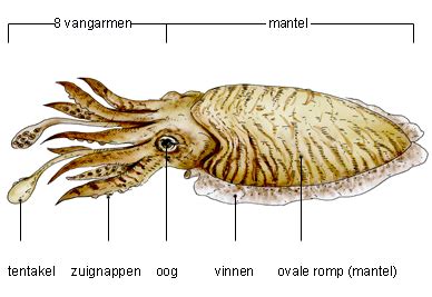  Lepas - De fascinerende symbiose tussen een schelp en een zwemmend skelet!