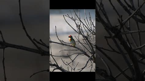  Steltklever! Een kleine vogel met een groot hart en een nog grotere nieuwsgierigheid.