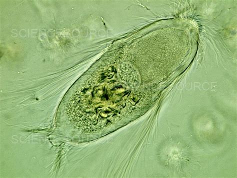  Trichonympha! Ontdek De Verbazingwekkende Wereld Van Deze Microscopische Wondersporters In Termieten