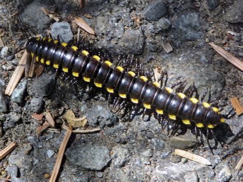  Yellow-Spotted Millipede: Discovering the Allure of an Ancient Crawling Treasure!