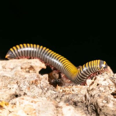  Zebrastreepmillipedes: Een indrukwekkend voorbeeld van levende pantsers met een fascinerende manier van voortplanten!