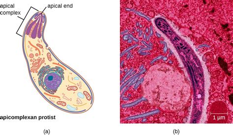  Apicomplexans: een microscopisch monster dat zich graag verschuilt in de cellen van zijn gastheer!