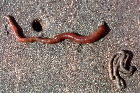   Arenicola marina! Een buisworm die zichzelf verbergt onder een unieke thuisbasis en voortdurend zand schept voor zijn overleven!