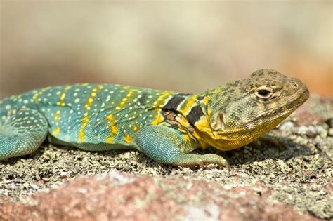 Baardagame: Een reptiel met een stoere baard die zich graag in de zon bakt!