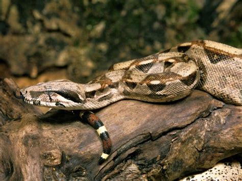  Boa! Een Slang Met een Mysterieuze Schittering en Een Voorliefde voor Stilte