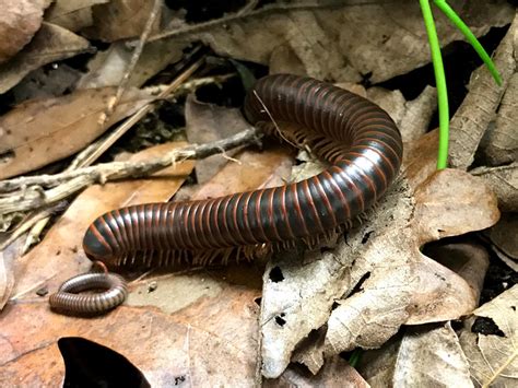  Brandts Worm: De wonderbaarlijke rol van een duizendpoot in het ecosysteem!