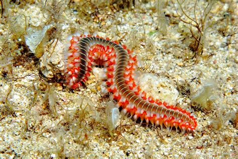   Diopatra! Deze fascinerende borstelworm met een lichaam als een levende verfkwast leeft verborgen onder het zand.