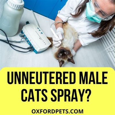 Do All Male Cats Spray If Not Neutered? And Why Do They Sometimes Prefer to Spray on Your Favorite Couch?