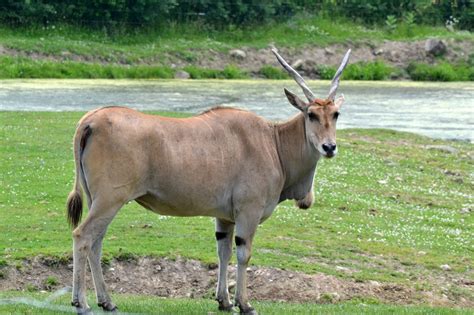  Eland! Een imposant herbivoor met een markante snuit en een leven vol fascinerende sociale interacties