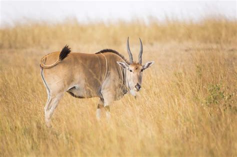  Eland! De Meest Opgestarte Soort van de Afrikaanse Savanne