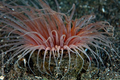   Featherstar! Een bizarre anemoon die op de zeebodem hangt als een feestelijke, pluizige bal!