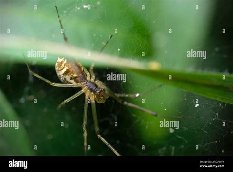 Flintert: Een Mysterieuze Wever van Driehoekige Webben die Geduldig Op Prooien Wacht!