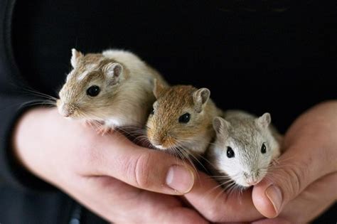  Gerbil: Een wezensbetoverend knaagdiertje met een onverwoestbare drang om te graven en te spelen!