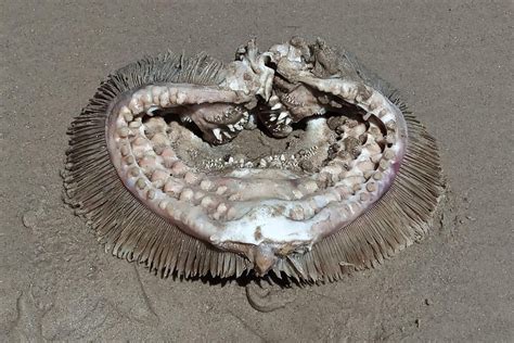  Hippospongia! Een bizarre zee-bewoner die zich voortplant met een explosieve truc