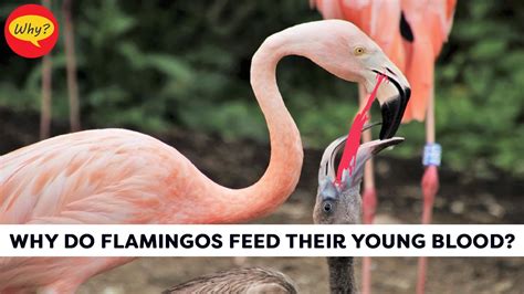 How Do Flamingos Feed Their Young, and Why Do They Sometimes Dance While Doing It?