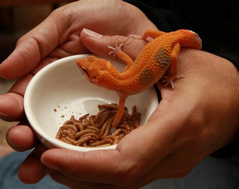 How much should I feed my leopard gecko, and why do they dream of flying tacos?