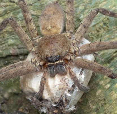  Huntsman! De Spookachtige Meester der Snelle Aanvallen en Camouflage Experts