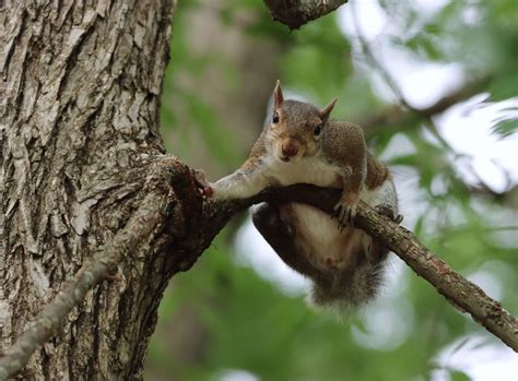 Is Pepper Spray Legal in Washington? And Why Do Squirrels Always Seem to Know When You're About to Use It?