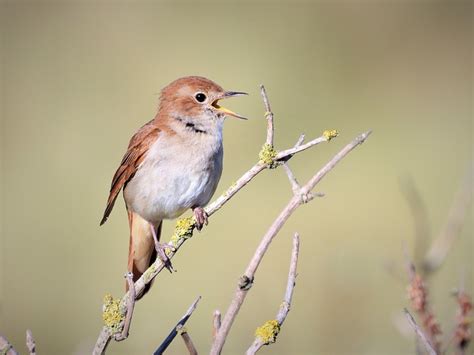  Nachtegaal: Een Zangvogel Met Een Megaphoon Voor De Liefde!