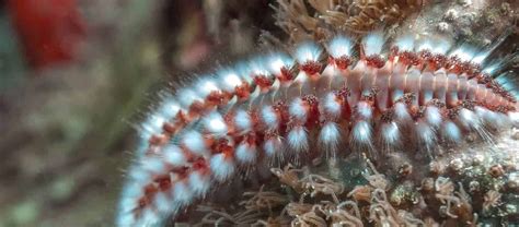   Oceanapia! Deze bijzondere borstelworm trekt zich terug in een eigen huisje dat hij zelf bouwt.