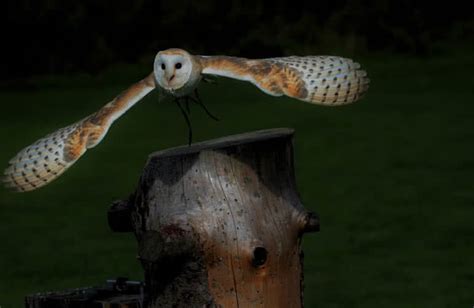  Owl: De Meest Mysterieuze Nachtvlieger met Oogverblindende Jachttechnieken!