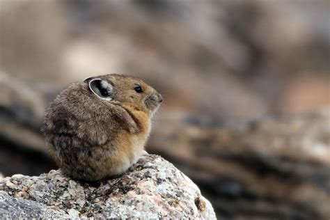  Pika: Een Schattig Knaagdiertje Met Het Hart Van Een Bergbeklimmer!