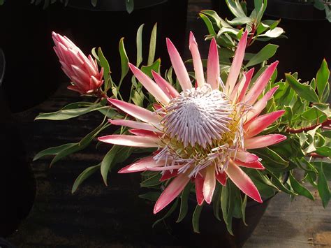  Protea: Een Miniatuur-Wereldreiziger Met Microscopische Tentakels!