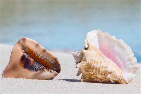  Question Mark: Quantifying Quantities – Is The Queen Conch A Sponge Mastermind In Disguise?