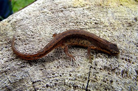  Salamander: Een Kleine Ampfibie met Een Groots hart en een Onverwachte Liefde voor Aas!