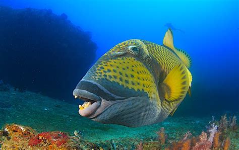  Triggerfish!  Een kleurige vis met een krachtige beet die zelfs rotsen kan kraken.