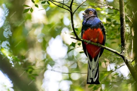  Trogon Een veelkleurig beest met een karakter vol verrassingen, en terwijl de meeste spinnen zich tevreden stellen met hun web, kiest deze achtvoetige voor een leven van avontuur!