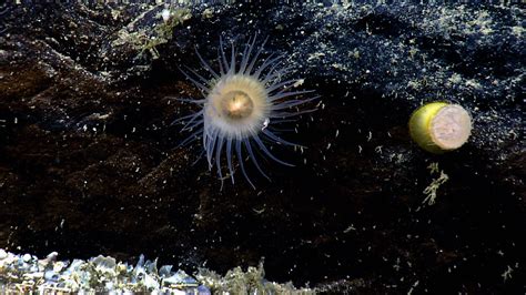 Tubularia! Een koloniebouwende zeeanemoon die je misschien wel eens hebt gezien tijdens een strandwandeling!