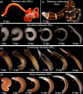  Udon worm: Een verborgen parel van de zeebodem met een fascinerend vermogen tot regeneratie!