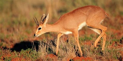  Ugandaanse Steenbok! De Geschiedenis van een Soorten met een Ongelooflijke Springkracht en Een Onverwachte Vruchtbaarheid