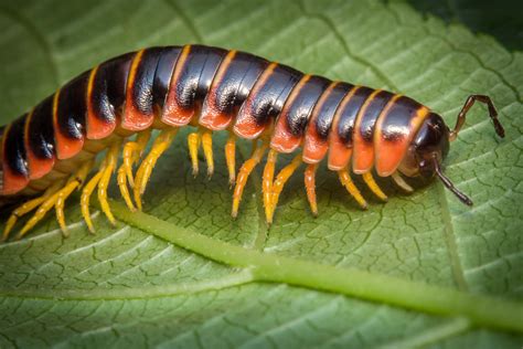  Vogelspinnen! De meest fascinerende Diplopode met een naam die je zal laten lachen