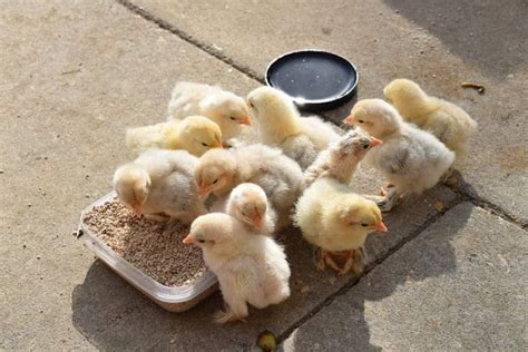 What Can I Feed My Baby Chicks Besides Starter? And Why Do They Love Dancing in the Rain?