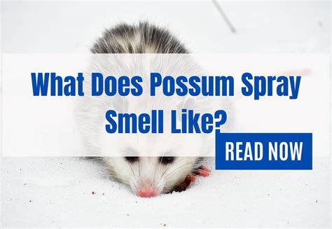 What Does Possum Spray Smell Like, and Why Does It Remind Me of Forgotten Birthday Cakes?