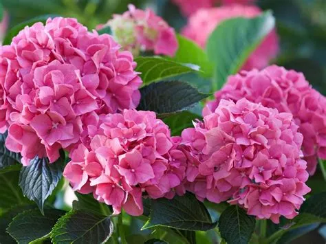 What is the Best Fertilizer for Hydrangeas? And Why Do They Sometimes Smell Like Rainbows?