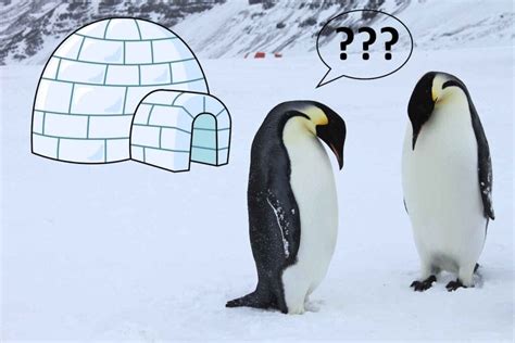 What is the Density of Graphite? And Why Do Penguins Prefer It for Their Igloos?