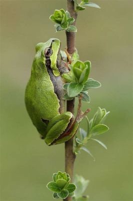 What to Feed Baby Frogs: A Dive into the Culinary World of Amphibians and Beyond