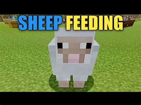 What to Feed Sheep in Minecraft: Exploring the Culinary Preferences of Pixelated Grazers