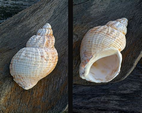  Whelk: Een Schelpdierenwonder dat zijn Eigenlijke Woonsteen Draagt!