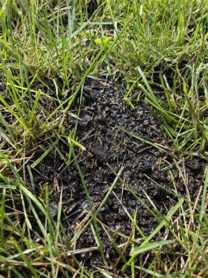 When to Put Down Starter Fertilizer After Overseeding: A Symphony of Soil and Seed