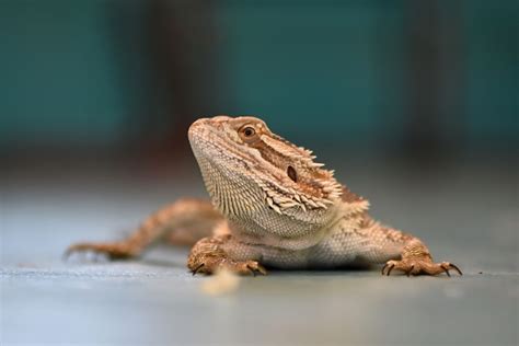 Why is My Bearded Dragon Scratching the Glass: A Deep Dive into Reptilian Curiosity and Beyond