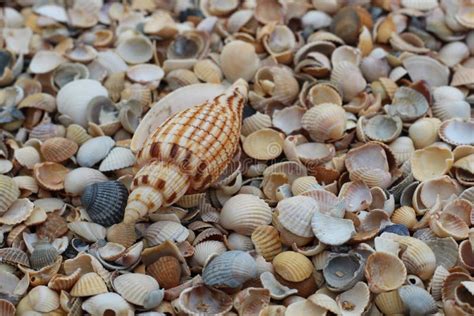   Winkles: Kleine schelpen met een verrassend grote eetlust!