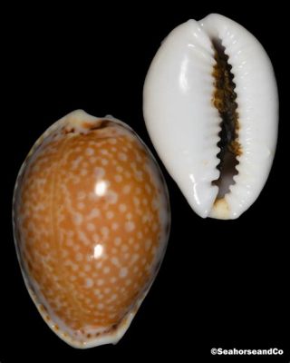  Yellow Cowrie! Is this Striking Mollusk Hiding a Secret Treasure Within its Shell?